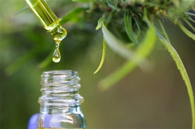 CBD बनाम THC: सब कुछ जो आपको जानना आवश्यक है